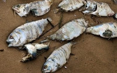 Quincy Quarry Weekly Fish Wrap: Roadkill only gets flatter