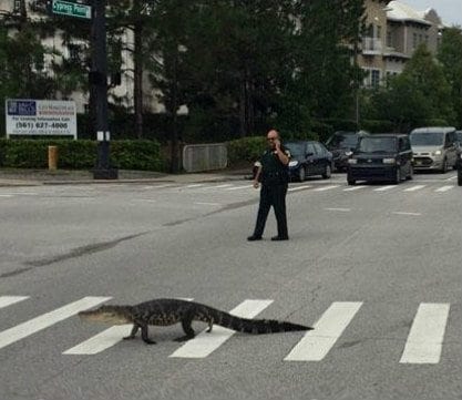 Deputies drag alligator through furniture store in Holiday Florida