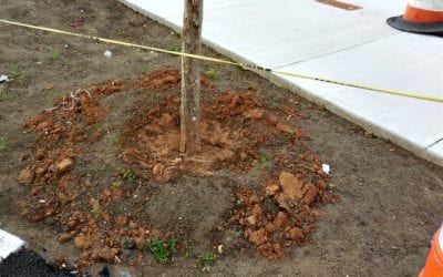 Quincy Center new trees planted high and then left dry