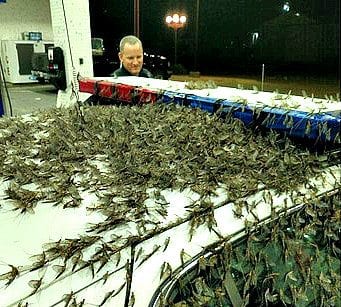 Mayfly Swarm Causes Traffic Nightmares on Illinois Bridge