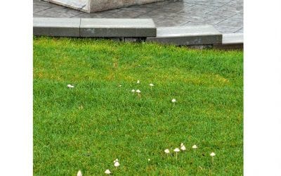 Quincy High School lawn growing mushrooms