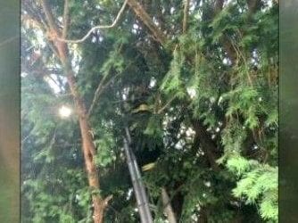 Pokémon Go player stuck in cemetery tree, calls 911