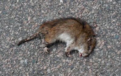 Quincy Rat problem continues to be a problem?