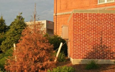 Quincy Center Serial Tree Killings Continue Around Coddington Hall