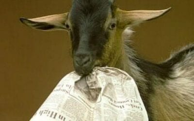 Quincy Police: Quincy man kicked bar patron, head-butted window