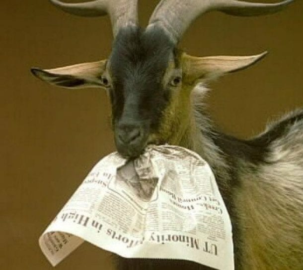 Quincy News Local Goat Farmers are accepting Christmas Trees for their