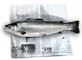 Quincy Weekly Fish Wrap: Hermine is a drip and City Workers cram BEFORE the start of school