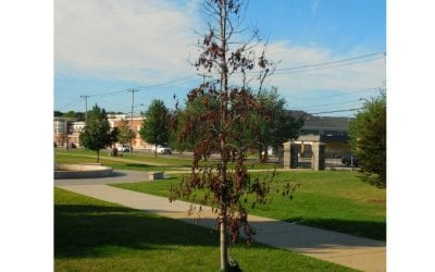 Quincy serial tree killings take a troubling turn