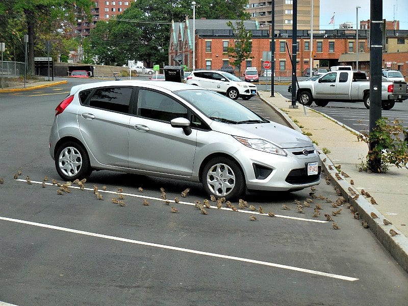 Birds surround car in Quincy Center