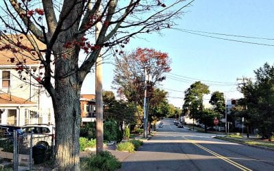 Quincy serial tree killings now targeting seniors