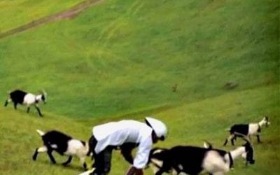 Goat Man wins Ig Nobel Prize for Biology