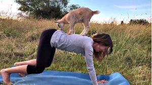 goat-reverse-standing-goat | Quincy News About Quincy Massachusetts