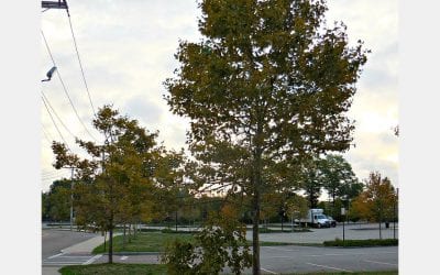Quincy High School tree danger still continues to linger