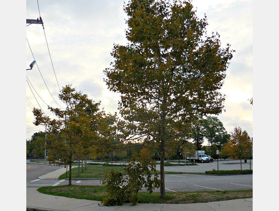Quincy High School tree danger still continues to linger