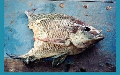 Quincy Quarry Weekly Fish Wrap: Time for leftovers …