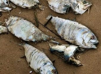 Quincy Quarry Weekly Fish Wrap: A New Year but the same old same old continues