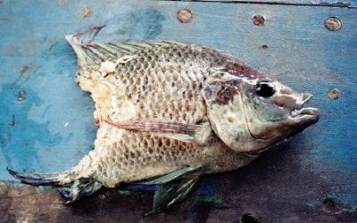 Quincy Quarry News Weekly Fish Wrap: End of March’s lamb headed to slaughter?