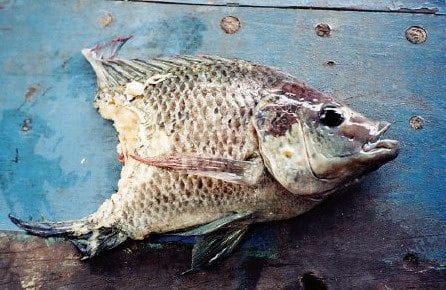 Quincy Quarry Weekly Fish Wrap: Dogging it during the Dog Days of Summer