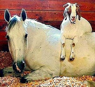 Horse was given goat to calm his nerves - and now they're inseparable goat-and-horse-1125