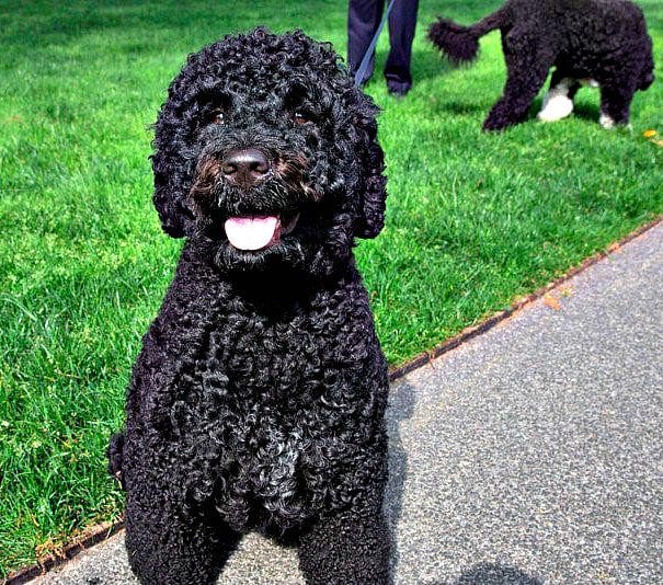 Sunny Obama bites visitor to the White House