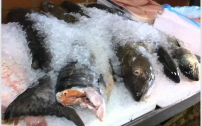 Quincy Quarry Weekly Fish Wrap: Quincy City Hall exposéd yet again …