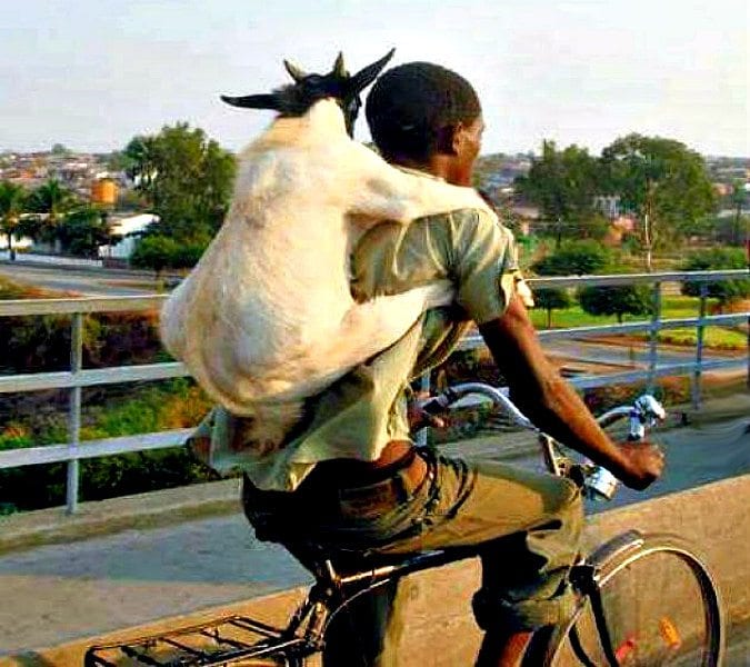 goat-on-bicycle-on-the-lamb-1125 | Quincy News About Quincy Massachusetts