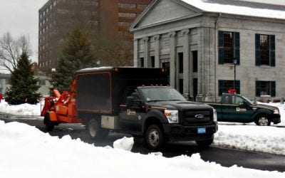 Quincy Square Tree Massacre and Mulching