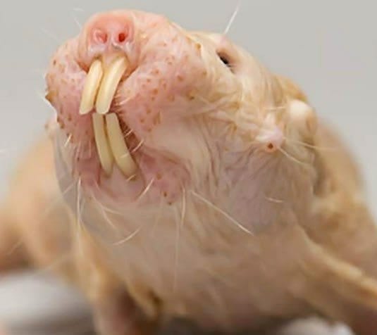 Quincy Quarry’s Yellow Rat Mole predicts six more weeks of winter