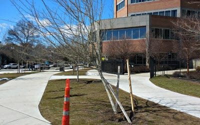 Quincy Center hit with latest serial tree killing?