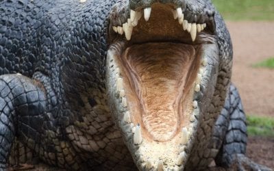 Alligator drops by on Easter