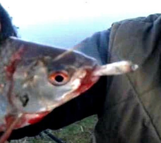 Quincy Quarry Weekly Fish Wrap:  420 Time?