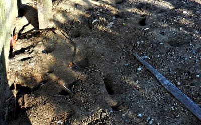 Quincy Center Rat Condos?