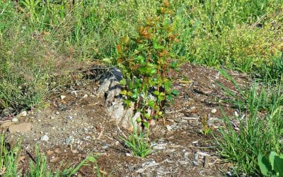 Quincy High landscaping care deserves a failing grade