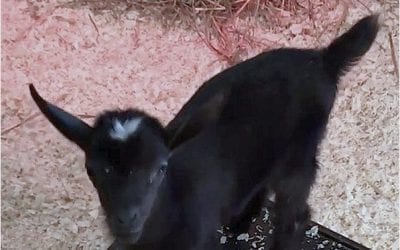 Vader is The New Kid on the Block – Literally