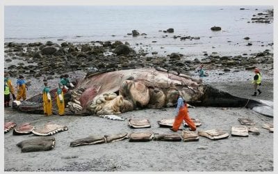 Governor Chris Christie lounging on closed state beach during budget standoff