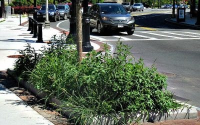 Wet Spring Waters Growth Along Hancock Street Misalignment Project