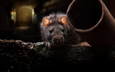 Coronavirus Pandemic Brings Out Rats In Boston