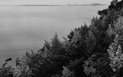 Busy bees…counted about 20 mostly bumble with some honeybees