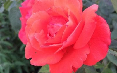 A summer's rose. #summerevening #houghsneck #aroseisarose