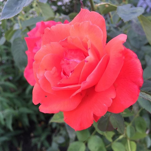 A summer's rose. #summerevening #houghsneck #aroseisarose