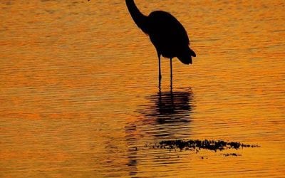 Quincy waterfront sunset silhouette photo of a Heron