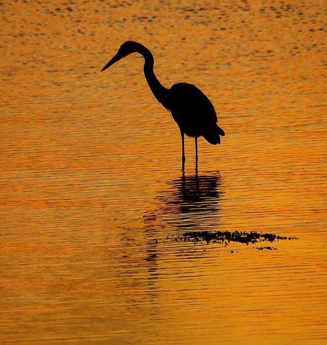 Quincy waterfront sunset silhouette photo of a Heron