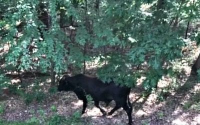 Littleton Bull continues bull run