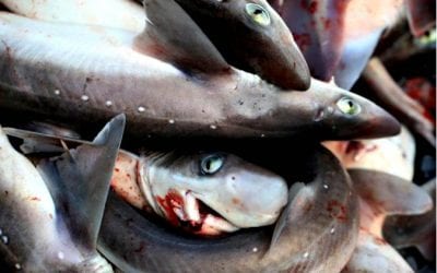 Quincy Quarry Weekly Fish Wrap: The Dog Days of Summer continue dogging it …