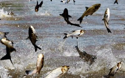 Quincy Quarry Weekly Fish Wrap: Things are about to hit the fan for the Q. Yet again