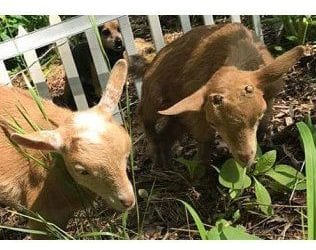 Police Investigating Two Separate Baby Goat Killings West of Wusta