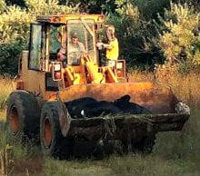 Littleton Bull mourned by area residents and owner