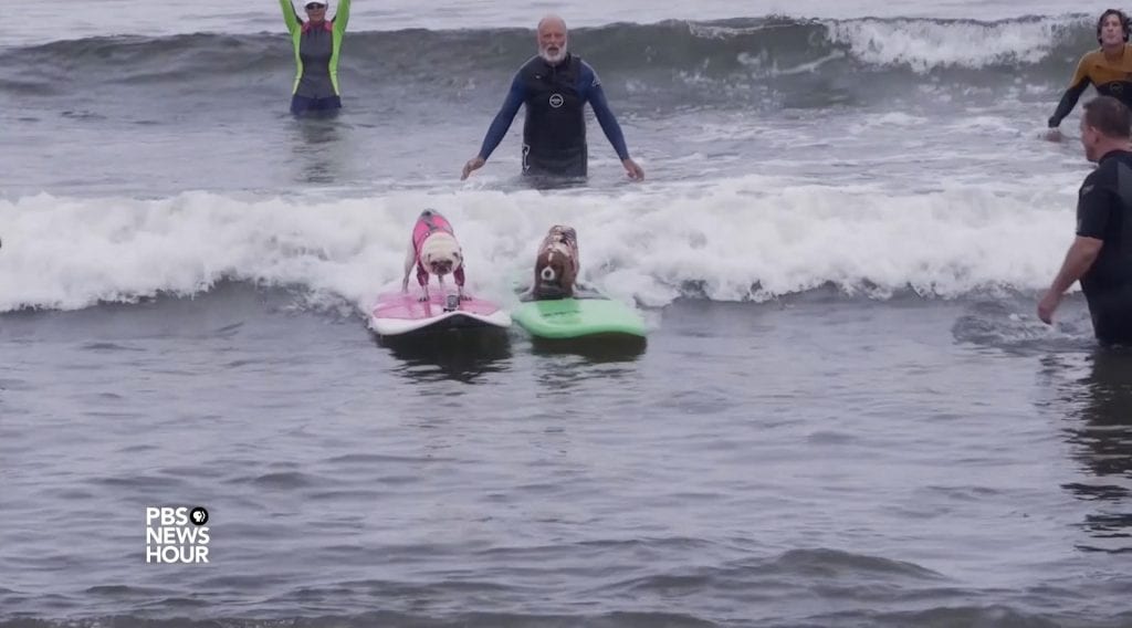 Surf's up Dog! Quincy Quarry News About Quincy Massachusetts