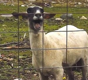 screaming-goat-1125 | Quincy News About Quincy Massachusetts