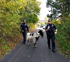 Holbrook Police round up a roaming goat